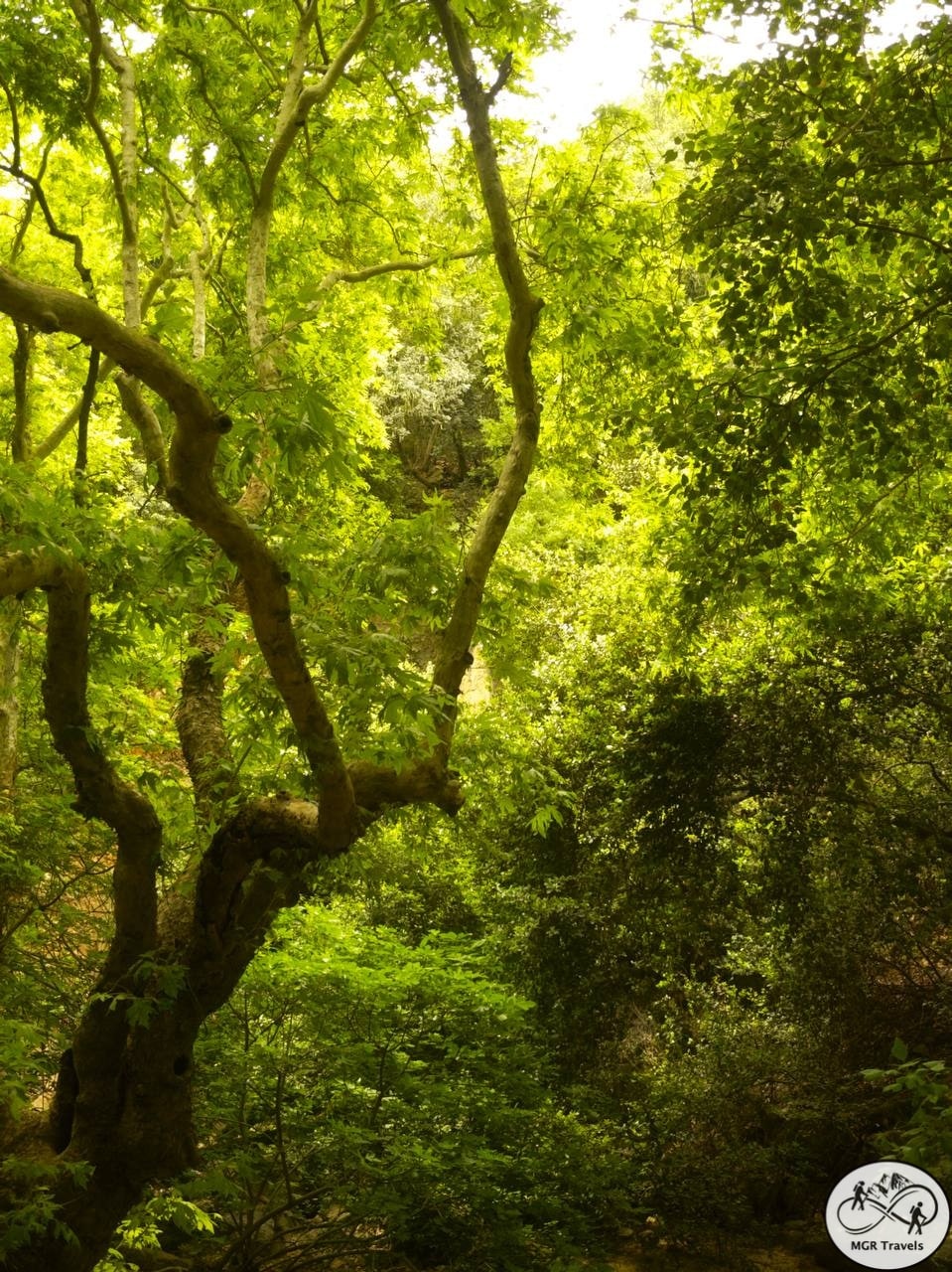 Sunlight filtering through vivid green forest leaves
